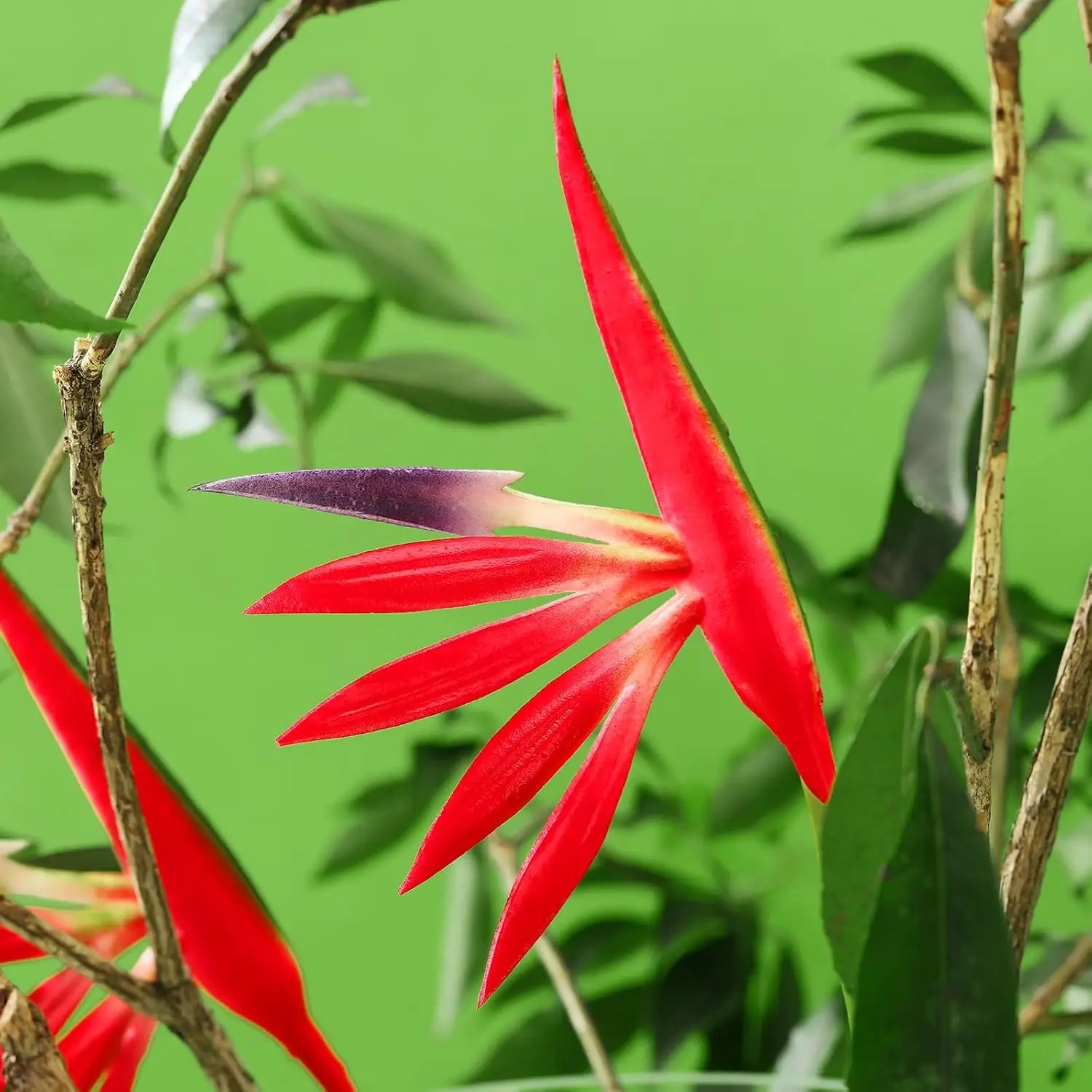 10PCS Artificial Bird of Paradise Flowers Bulk – 22 Inch Faux Strelitzia Stems