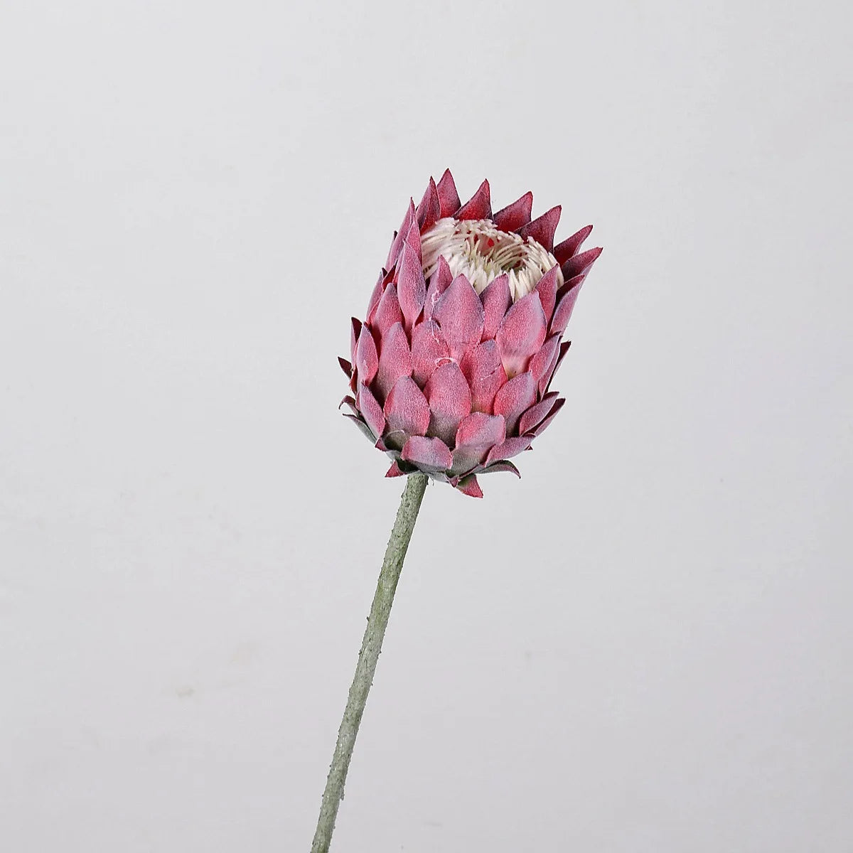 27.5" Artificial King Protea Flower – Nordic Thistle