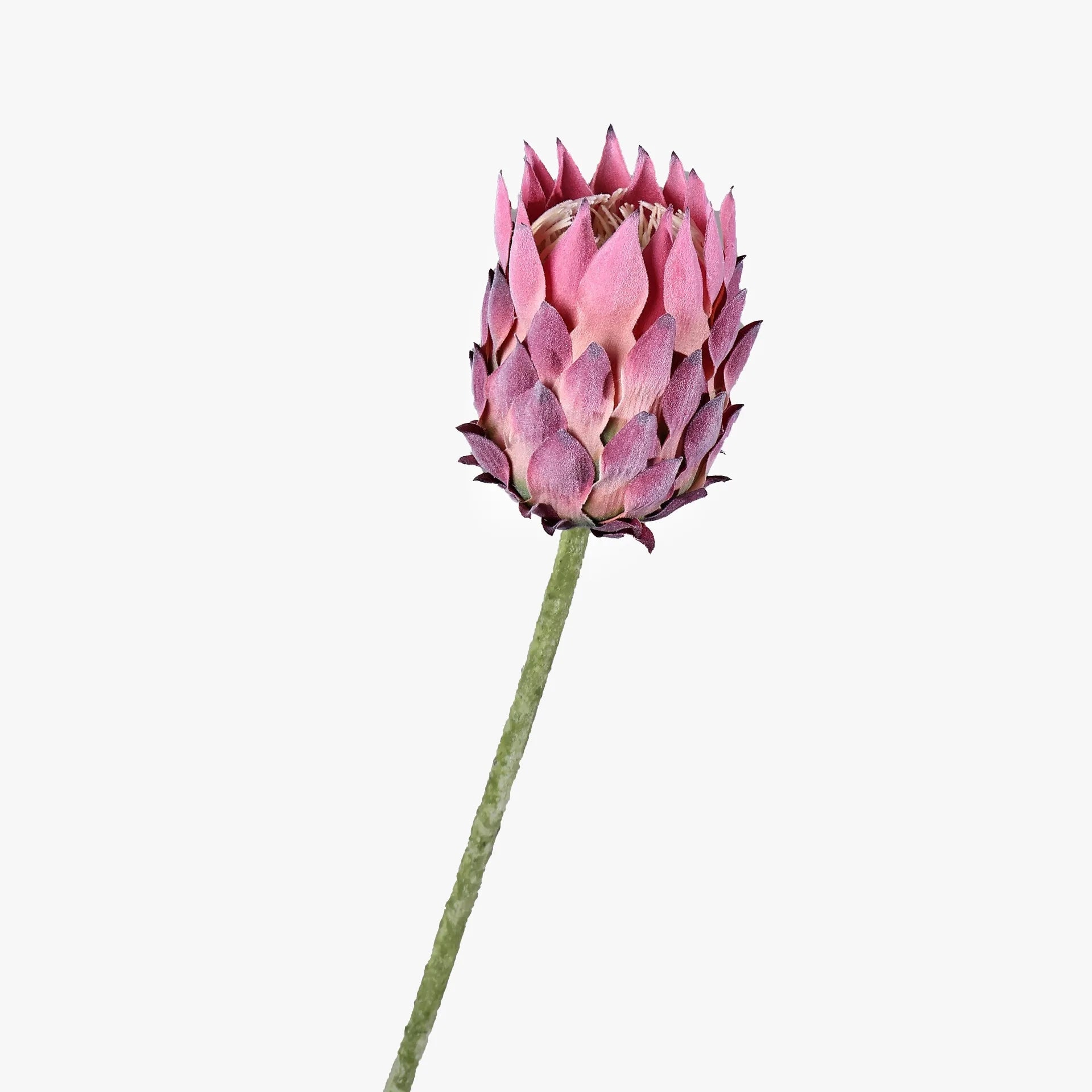 27.5" Artificial King Protea Flower – Nordic Thistle